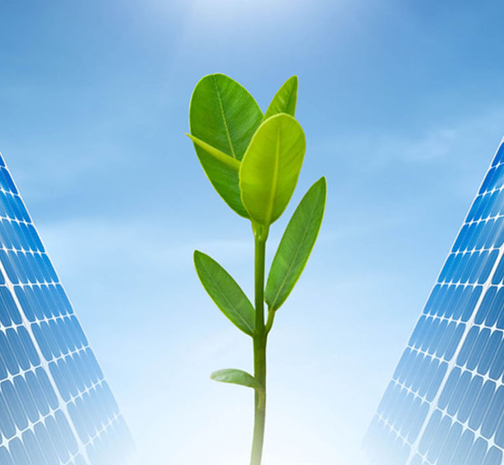 green bud between solar panels